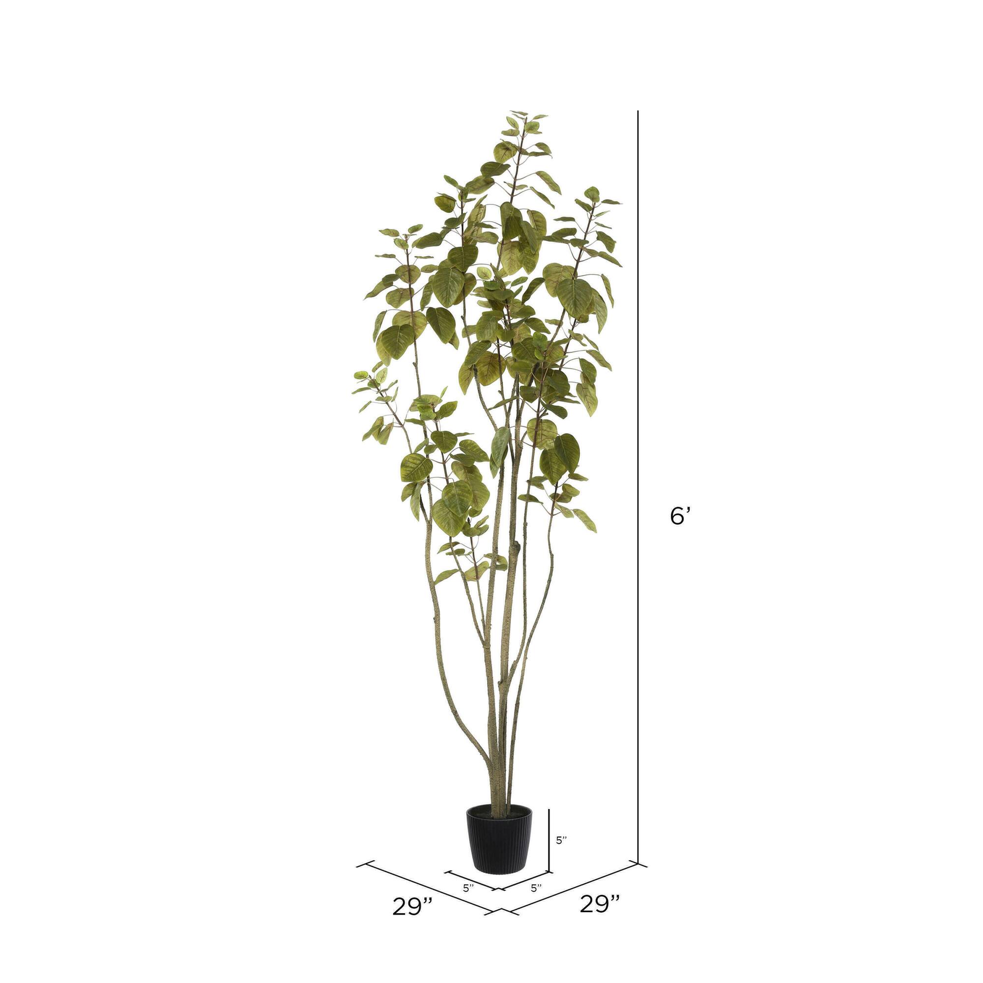 6ft. Potted Green Smoke Tree
